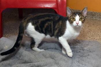 Sally -  Domestic Short Hair Cat for Adoption in Baton Rouge, Louisiana - Sally | PetCurious