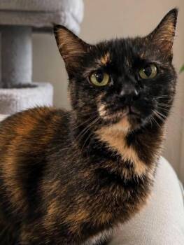 Poppy -  Domestic Short Hair Cat for Adoption in Sioux Falls, South Dakota - Poppy | PetCurious