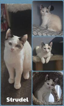 Strudel -  Domestic Short Hair Cat for Adoption in Newberg, Oregon - Strudel | PetCurious