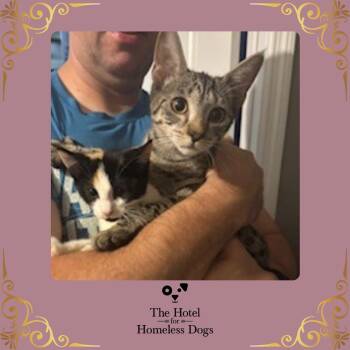 Rescue Domestic Short Hair Cats for Adoption in Cumberland, Rhode Island - Helena | PetCurious