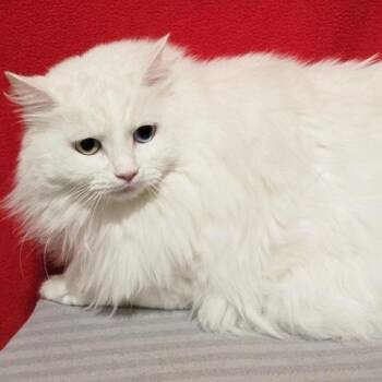 Mystique -  Domestic Long Hair Cat for Adoption in Concord, New Hampshire - Mystique | PetCurious