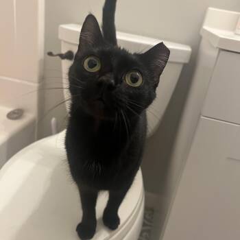 Domestic Short Hair Cats Available for Adoption in Nashville, Tennessee - Olive | PetCurious