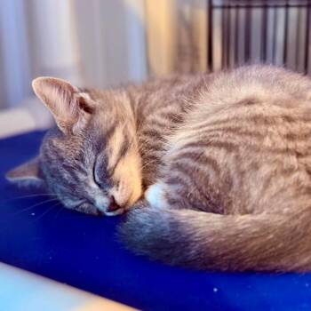 Domestic Short Hair Cats Available for Adoption in Marion, Illinois - Biscuit | PetCurious