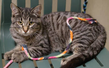 Rescue Domestic Short Hair Cats for Adoption in Verona, Wisconsin - Kimberly | PetCurious