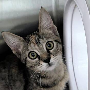 Anne -  Domestic Short Hair Cat for Adoption in Seattle, Washington - Anne | PetCurious