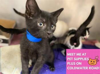 CHOCOLATE CHIP -  Domestic Short Hair Cat for Adoption in Fort Wayne, Indiana - CHOCOLATE CHIP | PetCurious