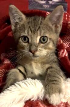 Miley -  Domestic Short Hair Cat for Adoption in Great Neck, New York - Miley | PetCurious