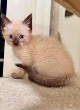 Ripley -  Siamese Cat Available for Adoption in Mount Pleasant, Texas - Ripley | PetCurious