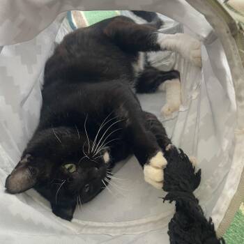 Amos -  Domestic Short Hair Cat for Adoption in Chicago, Illinois - Amos | PetCurious