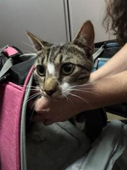 POE -  Domestic Short Hair Cat for Adoption in Fort Walton Beach, Florida - POE | PetCurious