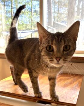 Domestic Short Hair Cats Available for Adoption in Louisa, Kentucky - LUCY | PetCurious