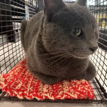Domestic Short Hair Cats Available for Adoption in Des Moines, Iowa - Slater | PetCurious