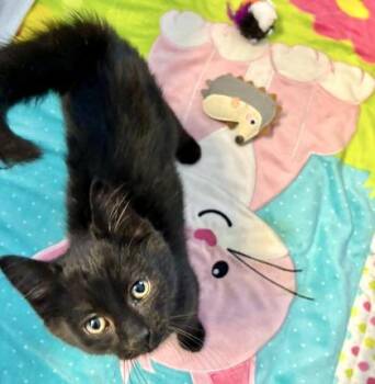 Pan -  Domestic Short Hair Cat for Adoption in Vaughan, Ontario - Pan | PetCurious