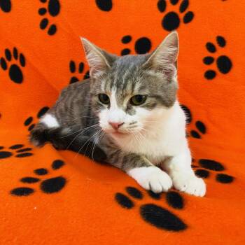 Rain -  Domestic Short Hair Cat for Adoption in Riverwoods, Illinois - Rain | PetCurious