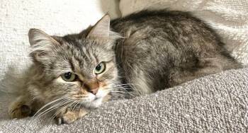 Rescue Domestic Long Hair Cats for Adoption in Beaverton, Oregon - Pierogi | PetCurious
