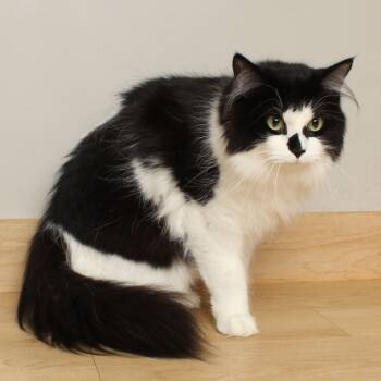 Rescue Domestic Medium Hair Cats for Adoption in Minnetonka, Minnesota - Lyla C66895 | PetCurious