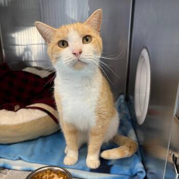 Mr. Toast -  Domestic Short Hair Cat for Adoption in Brockton, Massachusetts - Mr. Toast | PetCurious