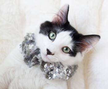 Pierrot -  Turkish Van and Domestic Medium Hair Cat for Adoption in Charlotte, North Carolina - Pierrot | PetCurious