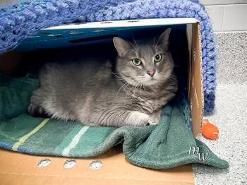 BEAR -  Domestic Short Hair Cat for Adoption in Omaha, Nebraska - BEAR | PetCurious