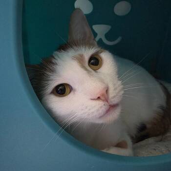 Maggie -  Domestic Short Hair Cat for Adoption in Oshkosh, Wisconsin - Maggie | PetCurious