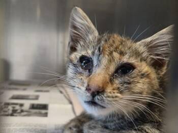A1049600 -  Domestic Short Hair Cat for Adoption in Martinez, California - A1049600 | PetCurious