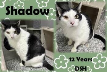 Shadow -  Domestic Short Hair Cat for Adoption in Franklin, Indiana - Shadow | PetCurious