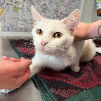 Blackberry -  Domestic Short Hair Cat for Adoption in Mankato, Minnesota - Blackberry | PetCurious