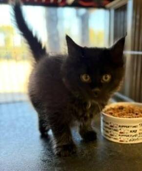 Loftis -  Domestic Medium Hair Cat for Adoption in Mason City, Iowa - Loftis | PetCurious