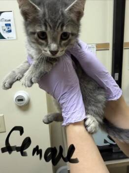 Bug -  Domestic Short Hair Cat for Adoption in West Chester, Pennsylvania - Bug | PetCurious