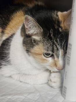 Rescue Domestic Short Hair Cats for Adoption in Cincinnati, Ohio - Cake | PetCurious