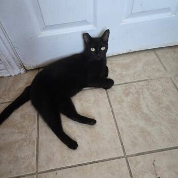 Buddy -  Domestic Short Hair Cat for Adoption in Long Beach, California - Buddy | PetCurious