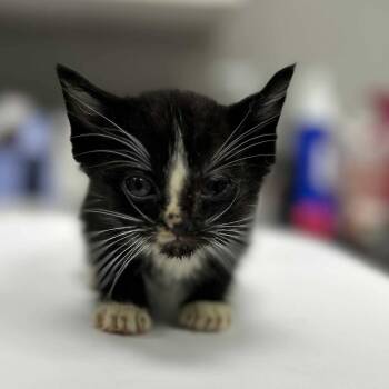 Rescue Domestic Short Hair Cats for Adoption in Hannibal, Missouri - Nimbus | PetCurious