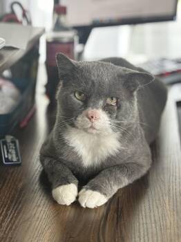 Tony Montana -  Domestic Short Hair Cat for Adoption in Statesboro, Georgia - Tony Montana | PetCurious