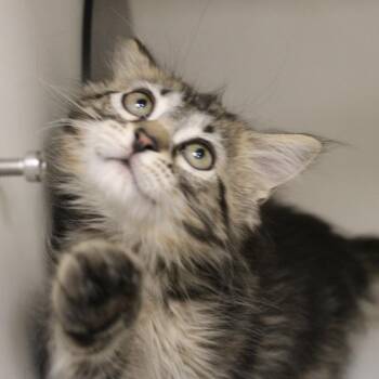 Domestic Short Hair Cats Available for Adoption in Champaign, Illinois - Banana | PetCurious