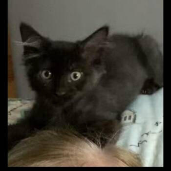 Beau -  Domestic Medium Hair Cat for Adoption in Omaha, Nebraska - Beau | PetCurious