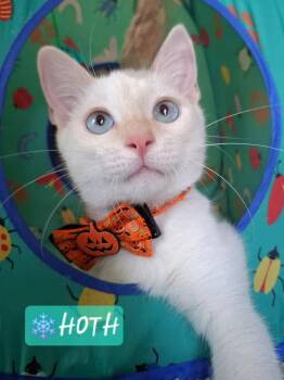 Hoth -  Siamese and Domestic Short Hair Cat for Adoption in Yorba Linda, California - Hoth | PetCurious