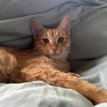Rescue Domestic Short Hair Cats for Adoption in Pahoa, Hawaii - Cheeto | PetCurious