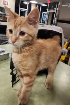 Found stray: Lady -  Domestic Short Hair Cat for Adoption in Rockwall, Texas - Found Stray: Lady | PetCurious