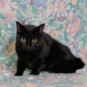 Shae -  Domestic Short Hair Cat for Adoption in Midland, Texas - Shae | PetCurious
