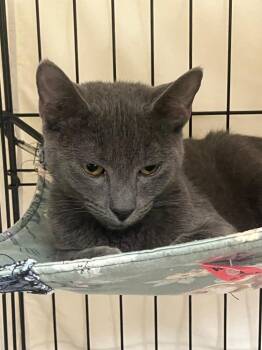 Smokii -  Russian Blue Cat for Adoption in Lunenburg, Massachusetts - Smokii | PetCurious