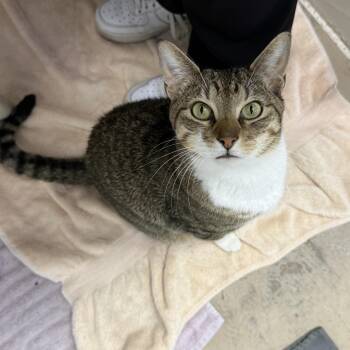 Dot -  Domestic Short Hair Cat for Adoption in Austin, Texas - Dot | PetCurious