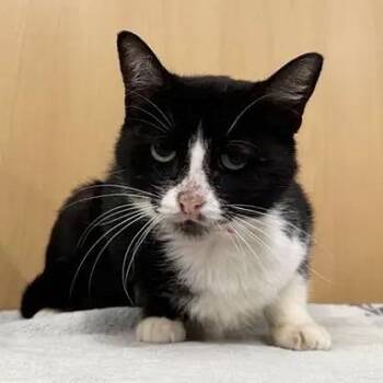 Simba -  Domestic Short Hair Cat for Adoption in Brentwood, Missouri - Simba | PetCurious