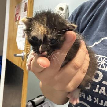 Toralei Stripe -  Domestic Short Hair Cat for Adoption in Chattanooga, Tennessee - Toralei Stripe | PetCurious