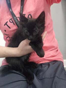 Vinny -  Domestic Long Hair Cat for Adoption in Dickson, Tennessee - Vinny | PetCurious