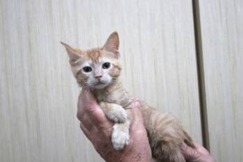 Boo -  Domestic Short Hair Cat for Adoption in Brunswick, Georgia - Boo | PetCurious