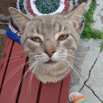 Rescue American Shorthair Cats for Adoption in Rochester, Minnesota - Found Salty | PetCurious