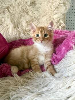 Shenanigan -  Domestic Medium Hair Cat for Adoption in Jefferson, Louisiana - Shenanigan | PetCurious