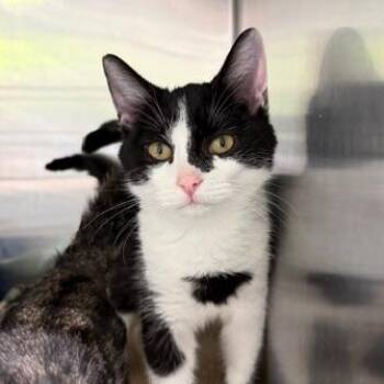 Domestic Short Hair Cats Available for Adoption in Cumming, Georgia - Sable | PetCurious