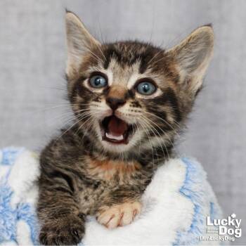 Domestic Short Hair Cats Available for Adoption in Washington, District Of Columbia - Heather | PetCurious