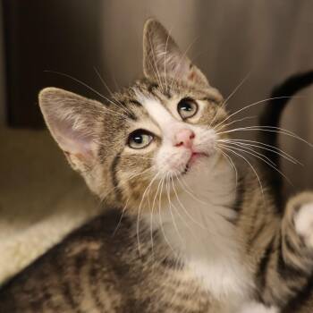 Ford -  Domestic Short Hair Cat for Adoption in Briarcliff Manor, New York - Ford | PetCurious